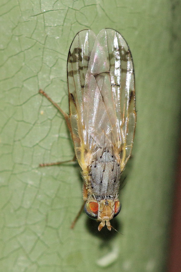 Tephritidae: Acanthiophilus helianthi