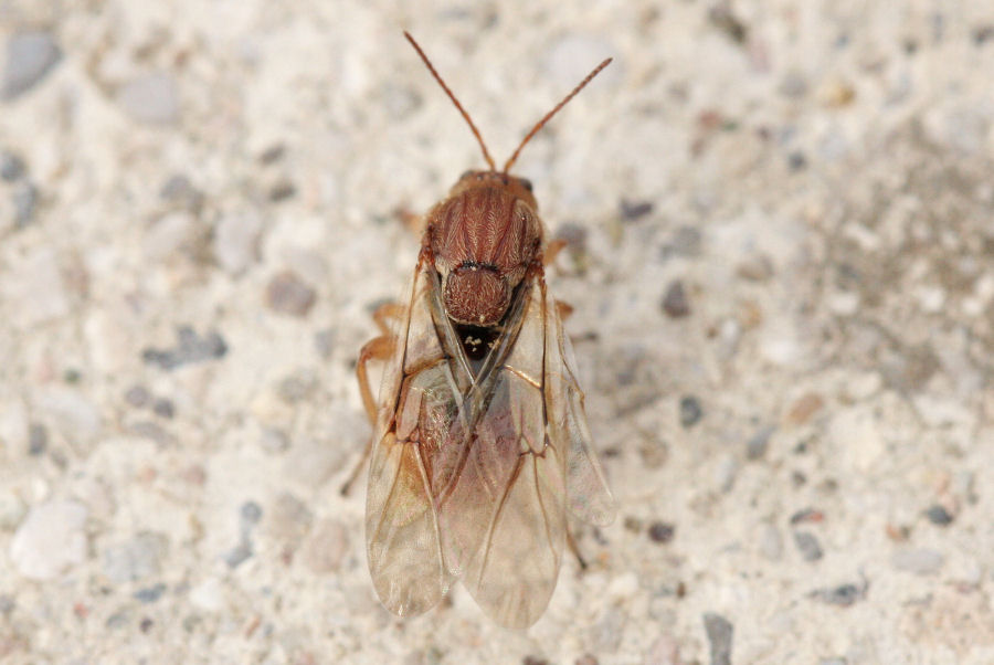 Femmina agamica di Andricus kollari,Cynipidae