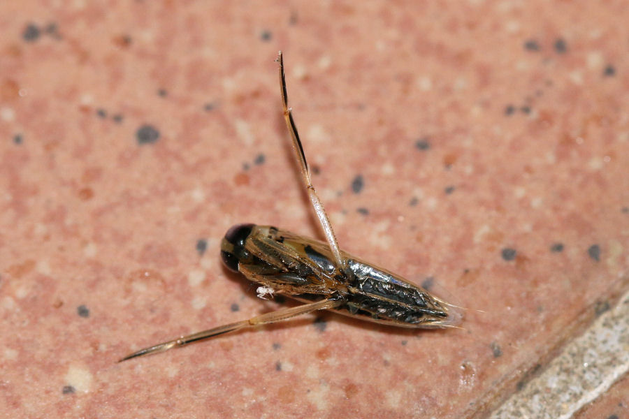 Notonecta sp.?  No, femmina di Anisops sardeus