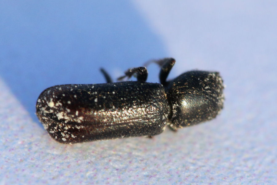 Bostrichidae:  Micrapate xyloperthoides