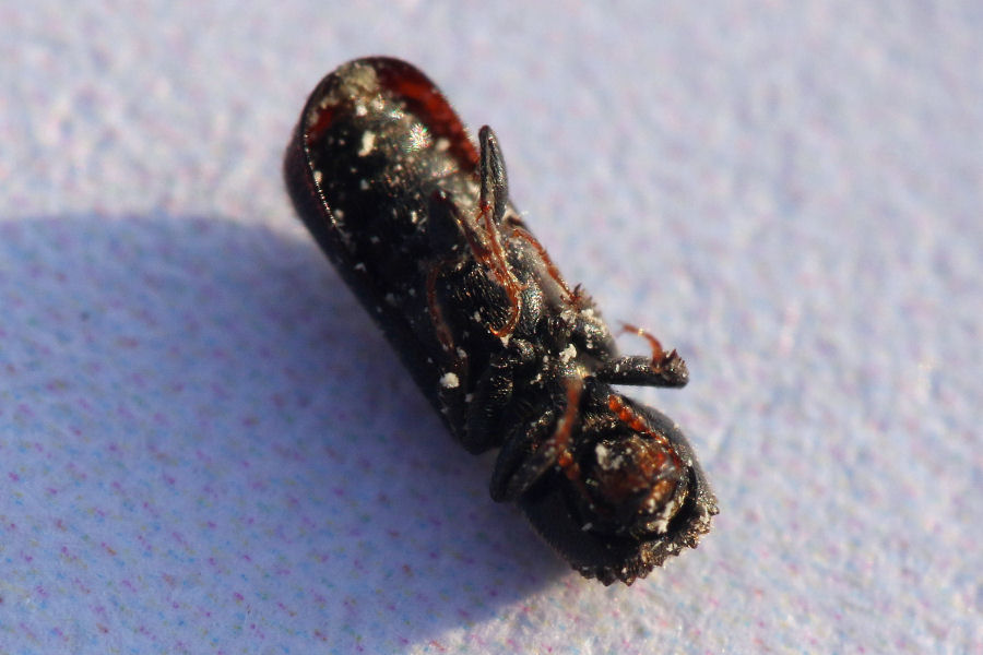 Bostrichidae:  Micrapate xyloperthoides