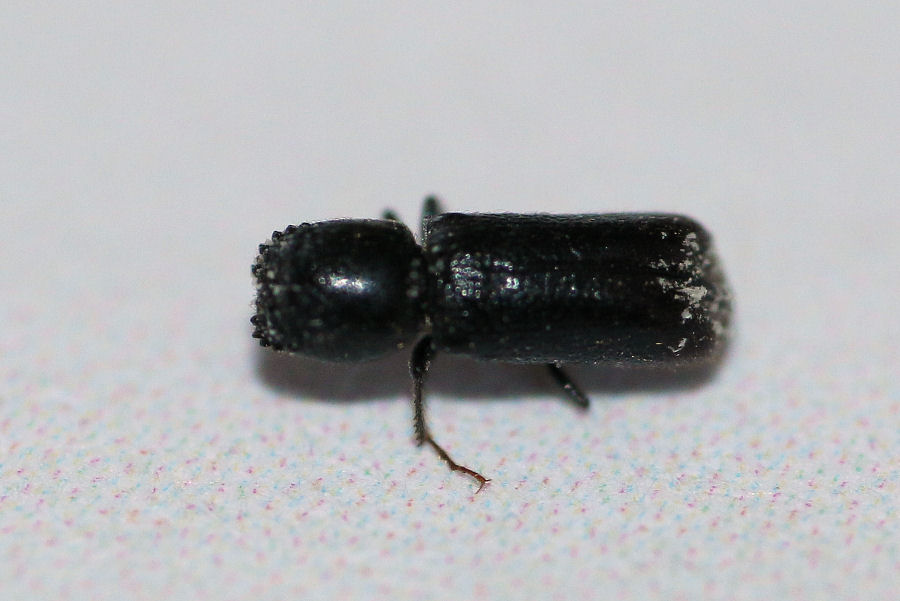 Bostrichidae:  Micrapate xyloperthoides