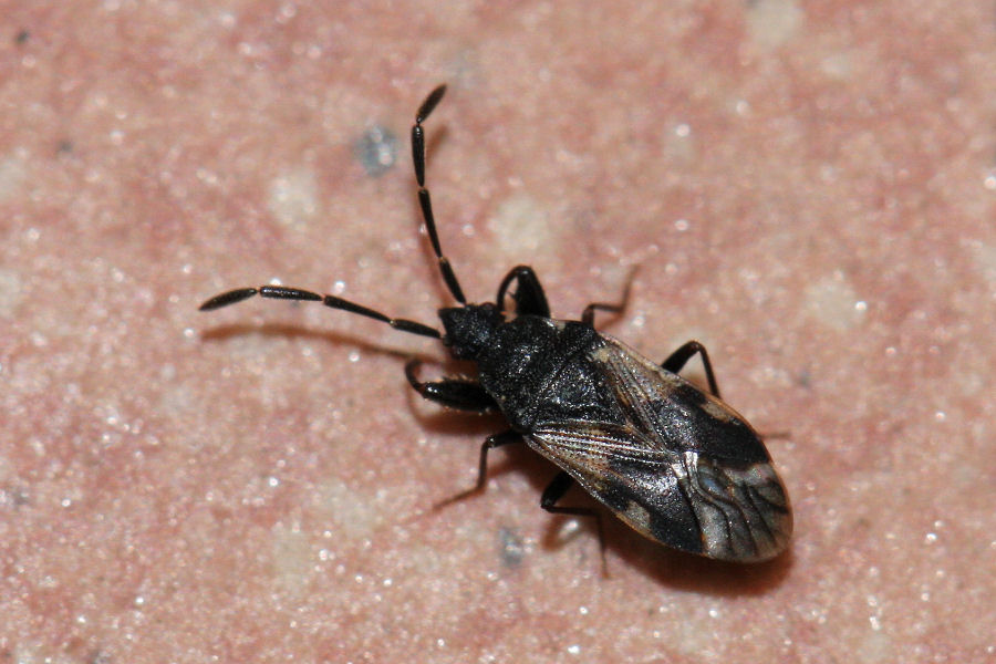 Lygaeidae: Taphropeltus contractus dell''Emilia