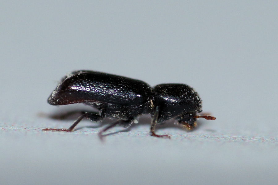 Bostrichidae:  Micrapate xyloperthoides