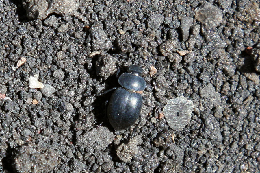 Tenebrionide?
