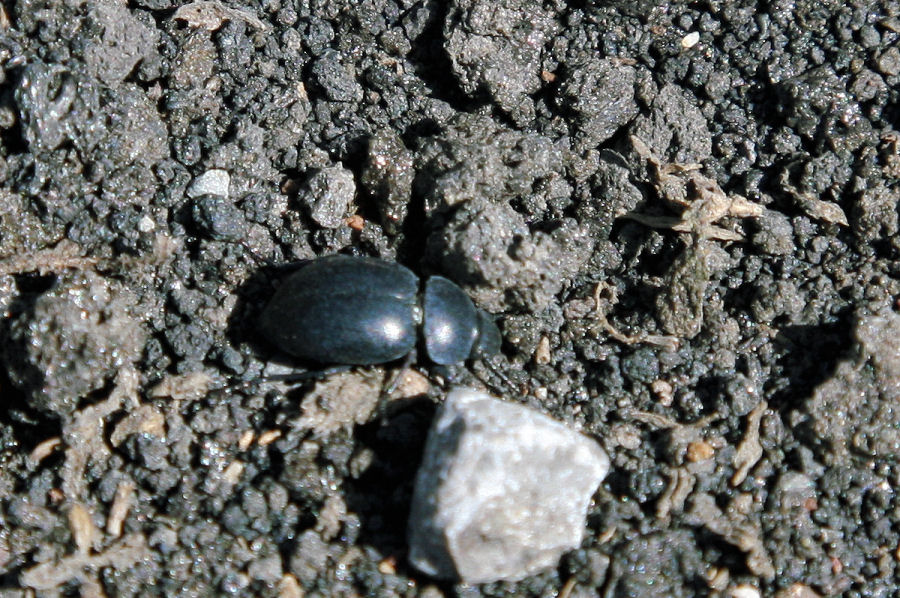 Tenebrionide?