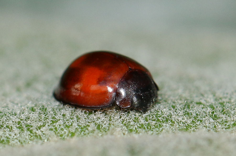 Coccinellidae: Exochomus quadripustulatus? S.