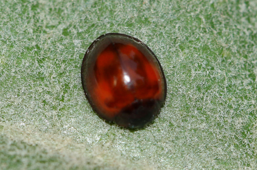 Coccinellidae: Exochomus quadripustulatus? S.
