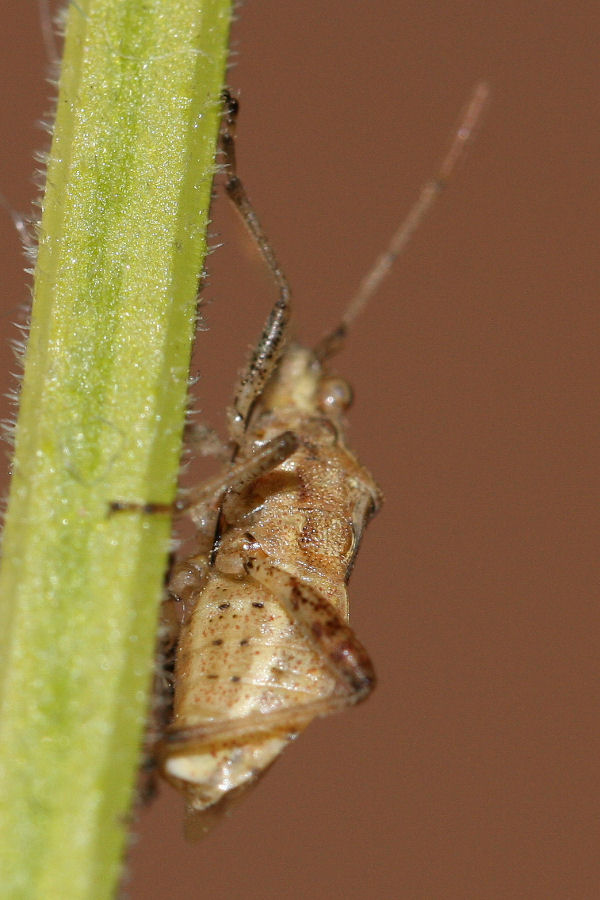 Rhopalidae: Stictopleurus del gruppo abutilon/pictus