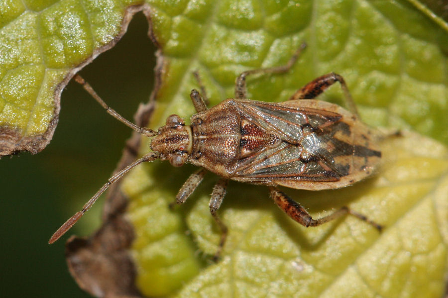 Rhopalidae: Stictopleurus del gruppo abutilon/pictus