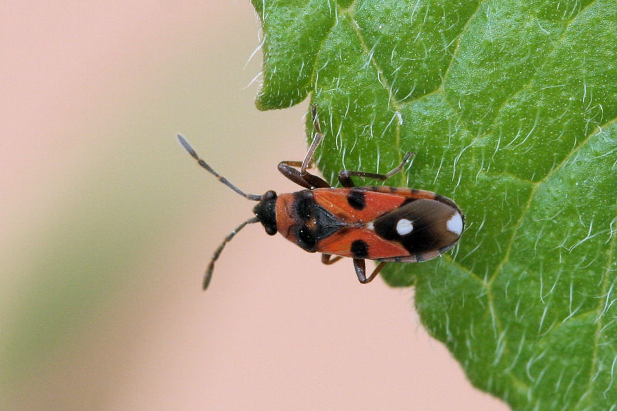 Lygaeidae: Horvathiolus superbus dell''Emilia