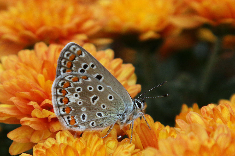 Polyommatus (Polyommatus) icarus - futura generazione