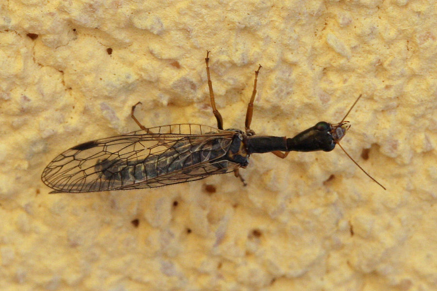 Raphidiidae maschio da id.