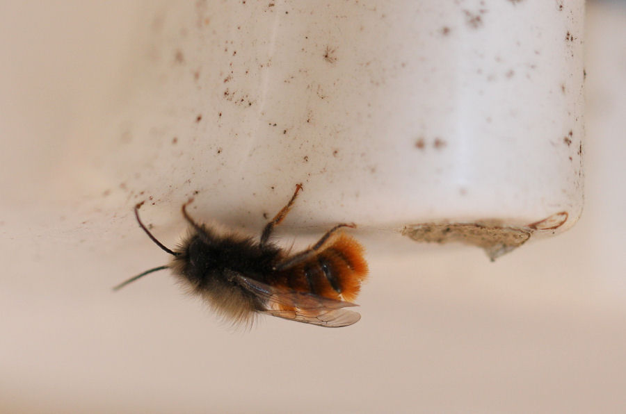 Osmia cornuta: Costruzione nido e nuova generazione