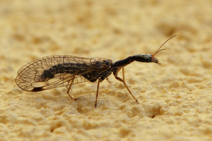 Raphidiidae maschio da id.