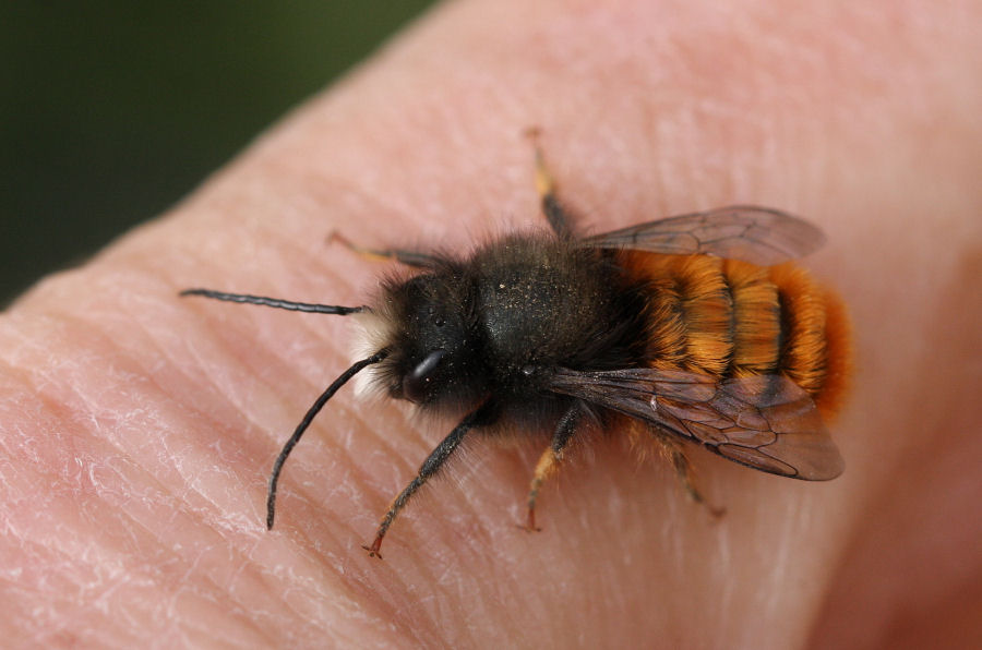 Osmia cornuta: Costruzione nido e nuova generazione