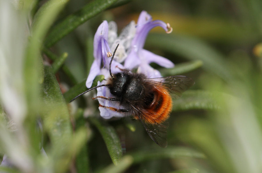 Osmia cornuta: Costruzione nido e nuova generazione