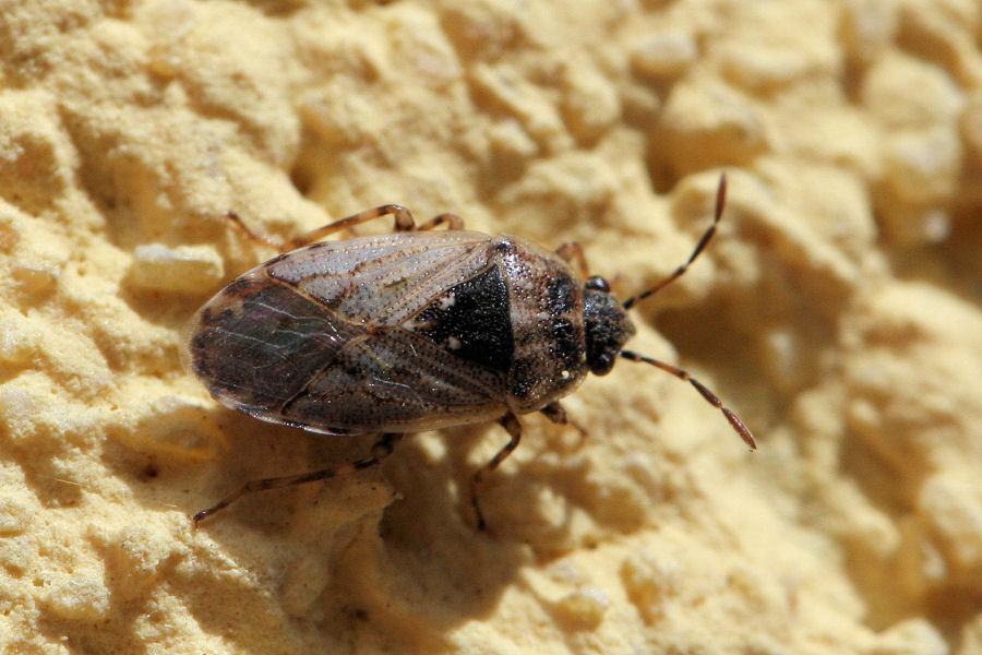 Lygaeidae: Platyplax inermis dell''Emilia (BO)