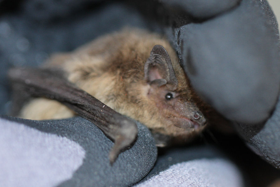 Pipistrello da id.