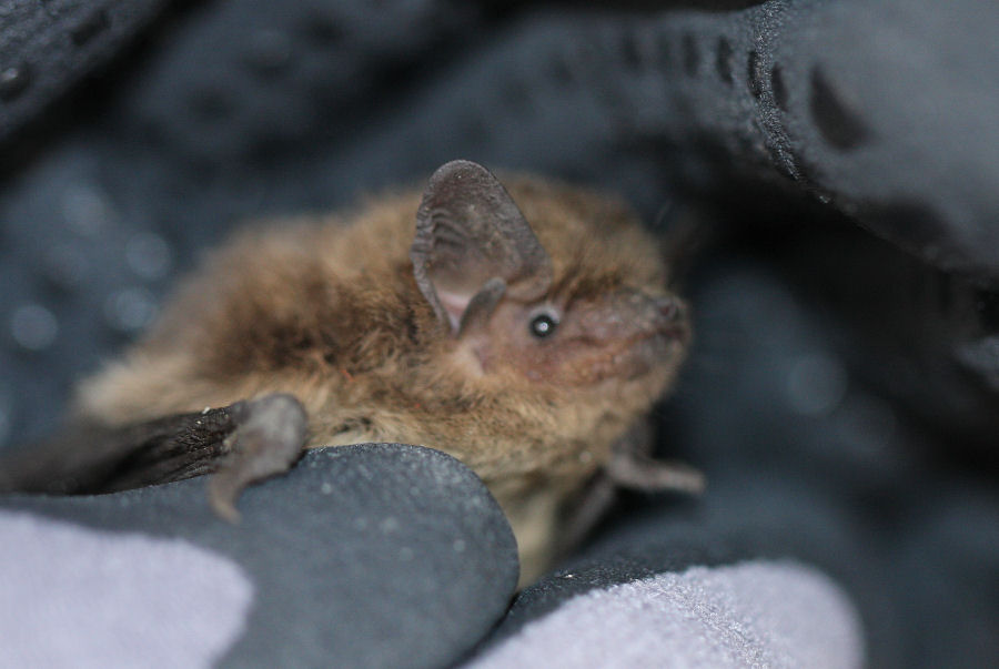 Pipistrello da id.