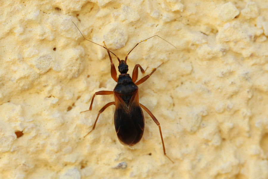 Reduviidae: Pasira basiptera (forma macrottera) dell''Emilia