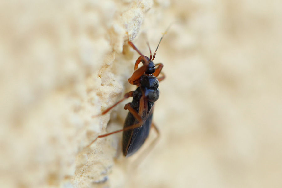 Reduviidae: Pasira basiptera (forma macrottera) dell''Emilia