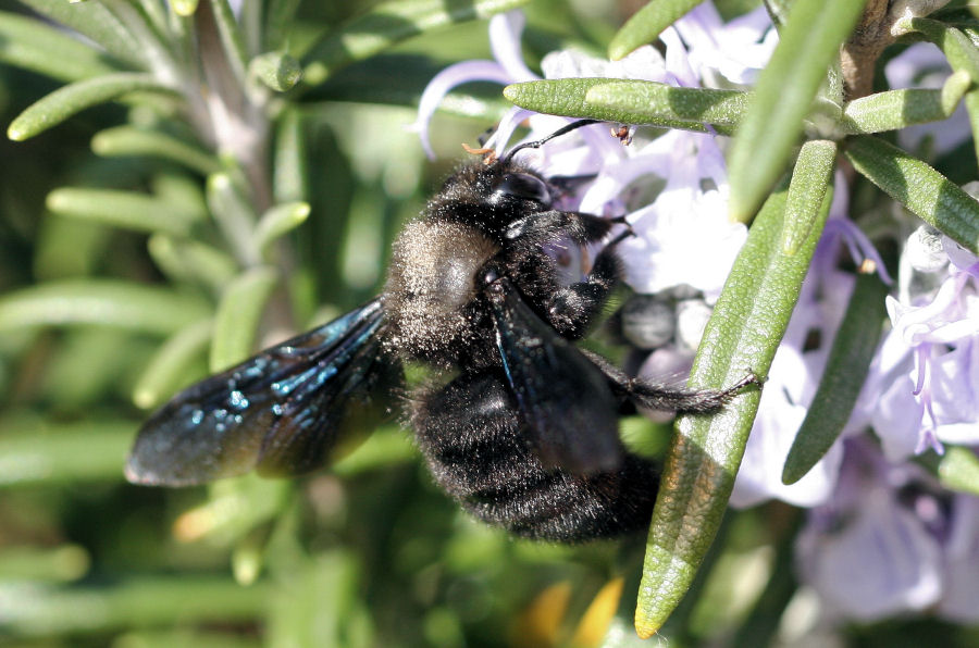 Maschio di Xylocopa violacea