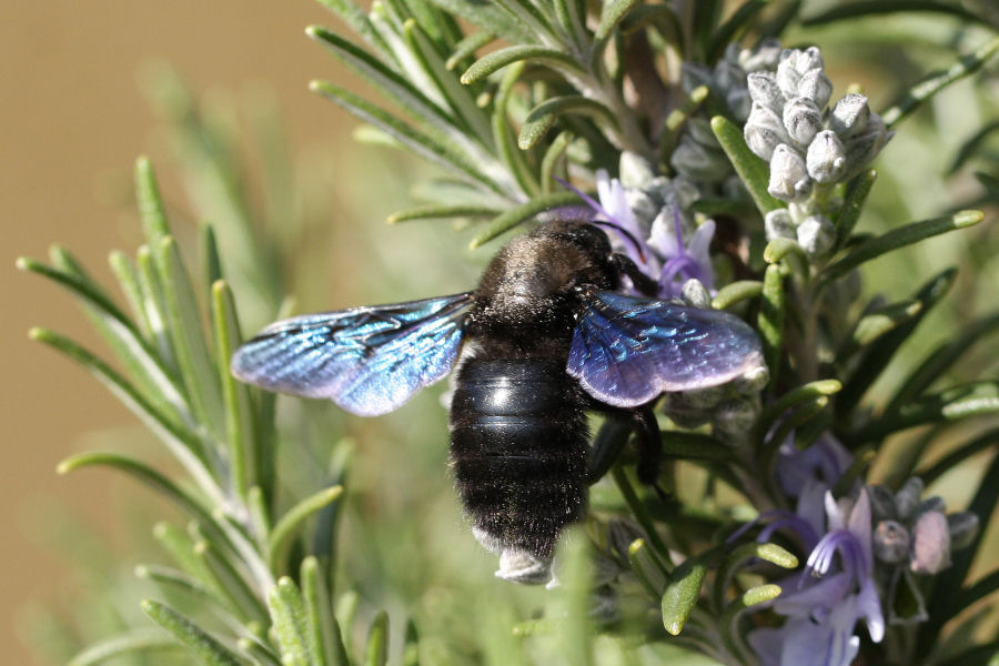 Maschio di Xylocopa violacea