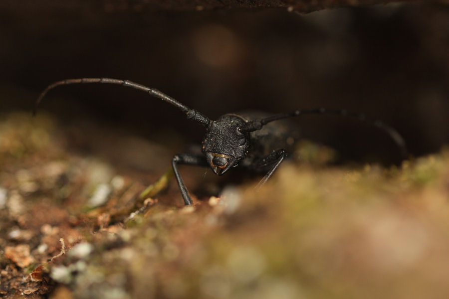 Morimus asper