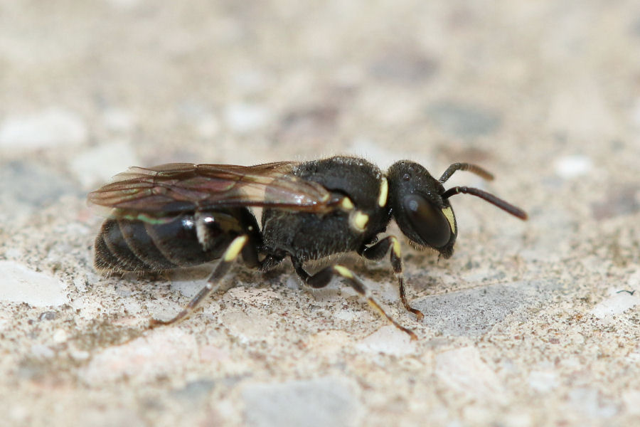 Apidae Colletinae: Hylaeus cfr. punctatus