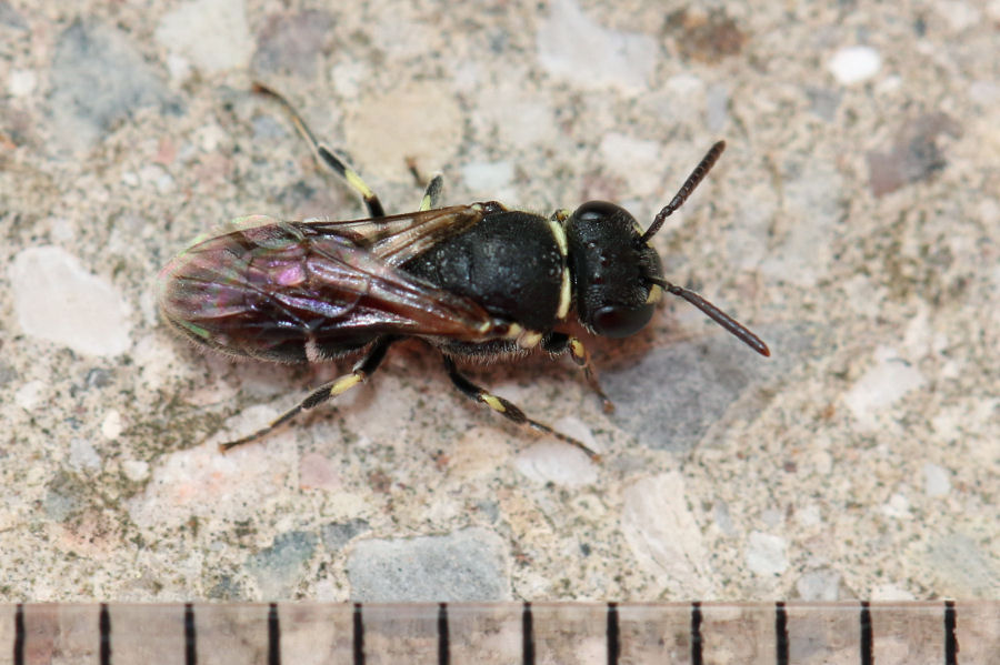 Apidae Colletinae: Hylaeus cfr. punctatus