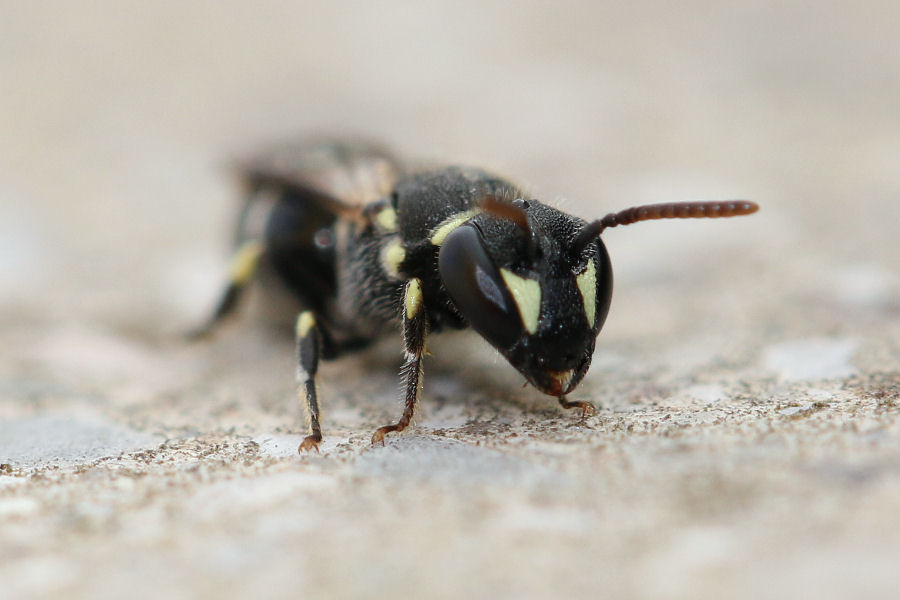 Apidae Colletinae: Hylaeus cfr. punctatus