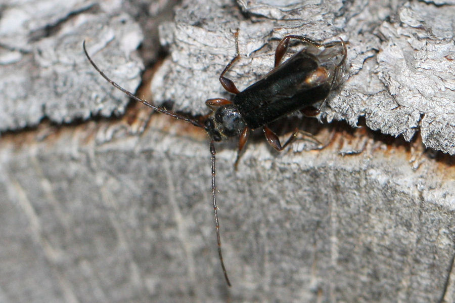 Cerambycide da id. - Phymatodes testaceus