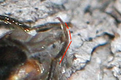 Cerambycide da id. - Phymatodes testaceus