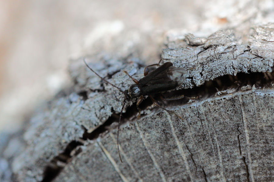 Cerambycide da id. - Phymatodes testaceus