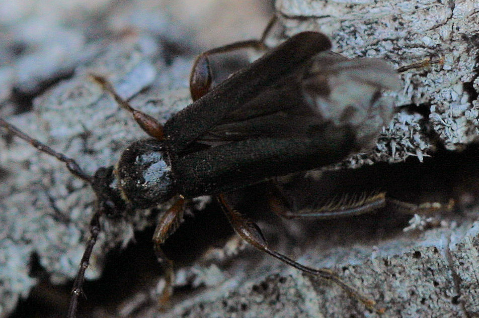 Cerambycide da id. - Phymatodes testaceus