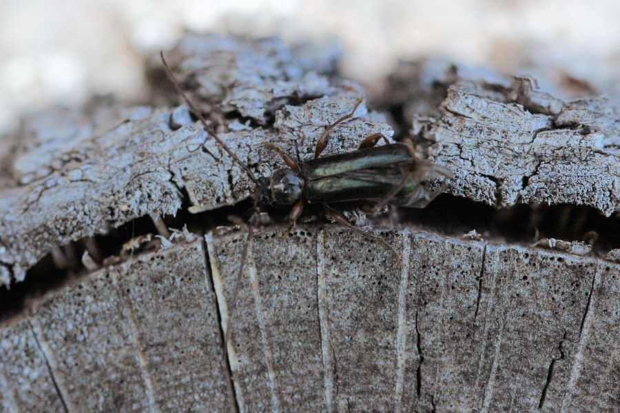 Cerambycide da id. - Phymatodes testaceus