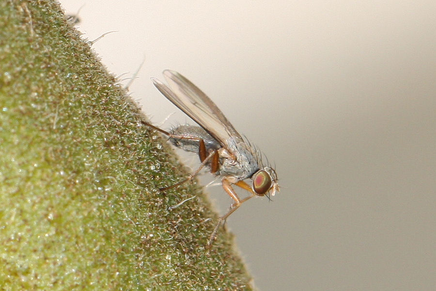 Moschina predatrice: Femmina di Orchisia costata (Muscidae)