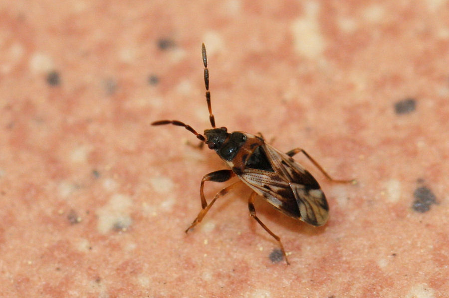 Lygaeidae: Scolopostethus decoratus