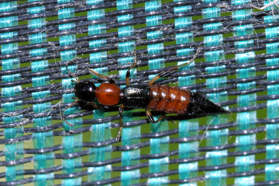 Paederus sp. da id.