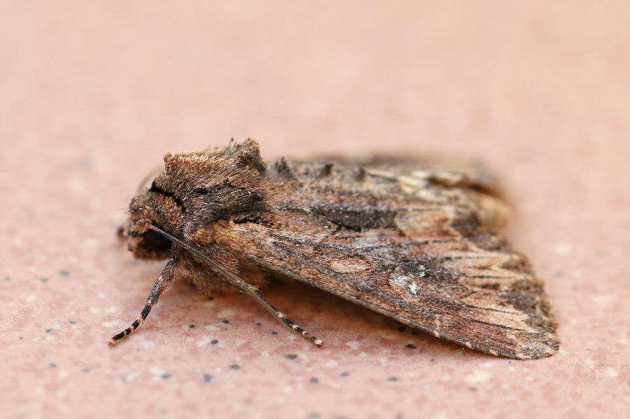 Noctuidae da identificare - Mniotype solieri