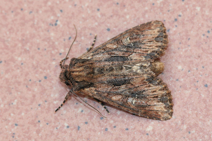 Noctuidae da identificare - Mniotype solieri