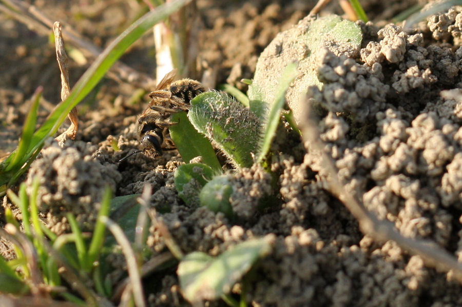 Halictus sp.?  S !