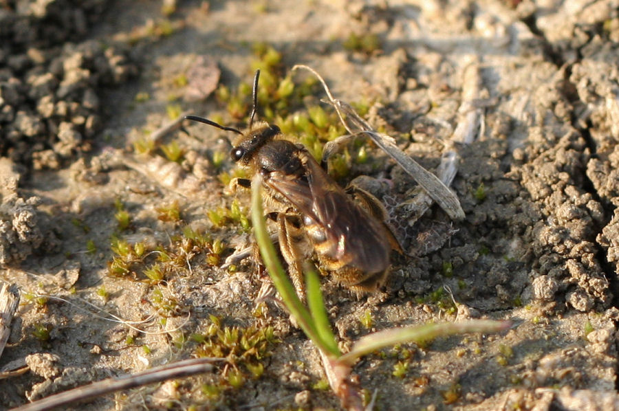 Halictus sp.?  S !