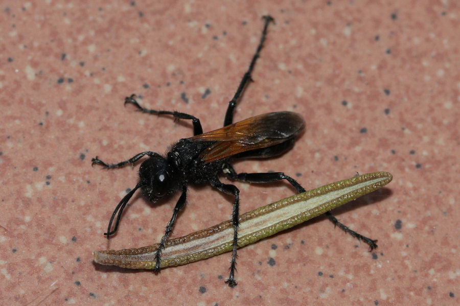 Sphecidae: Prionyx subfuscatus?