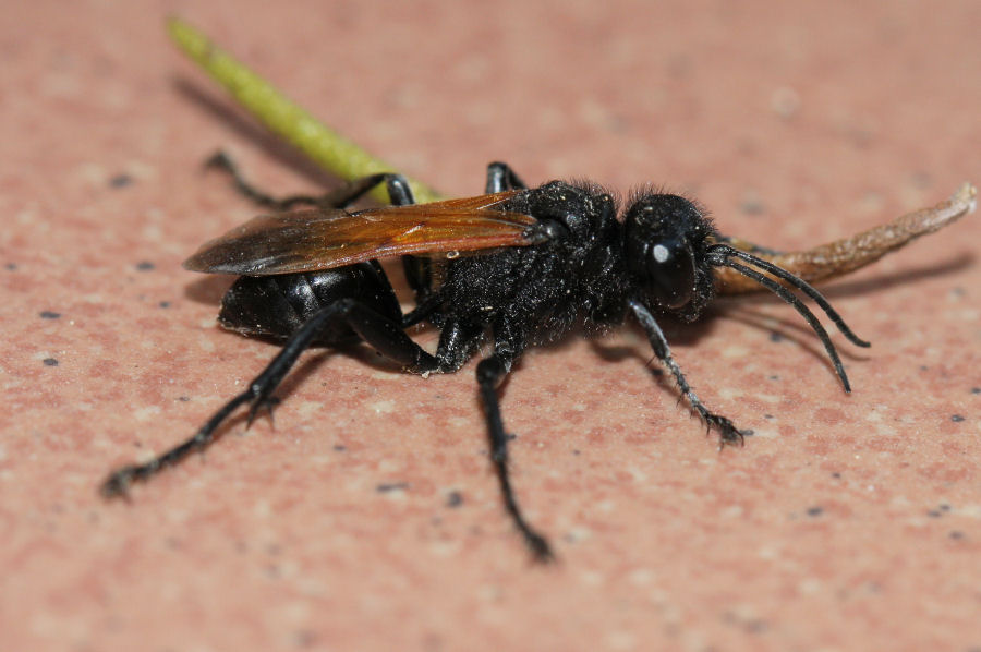 Sphecidae: Prionyx subfuscatus?