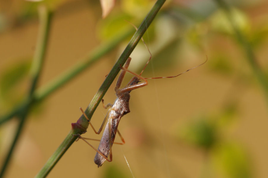 Reduviidae: Nagusta goedelii NUOVA PER L''ITALIA