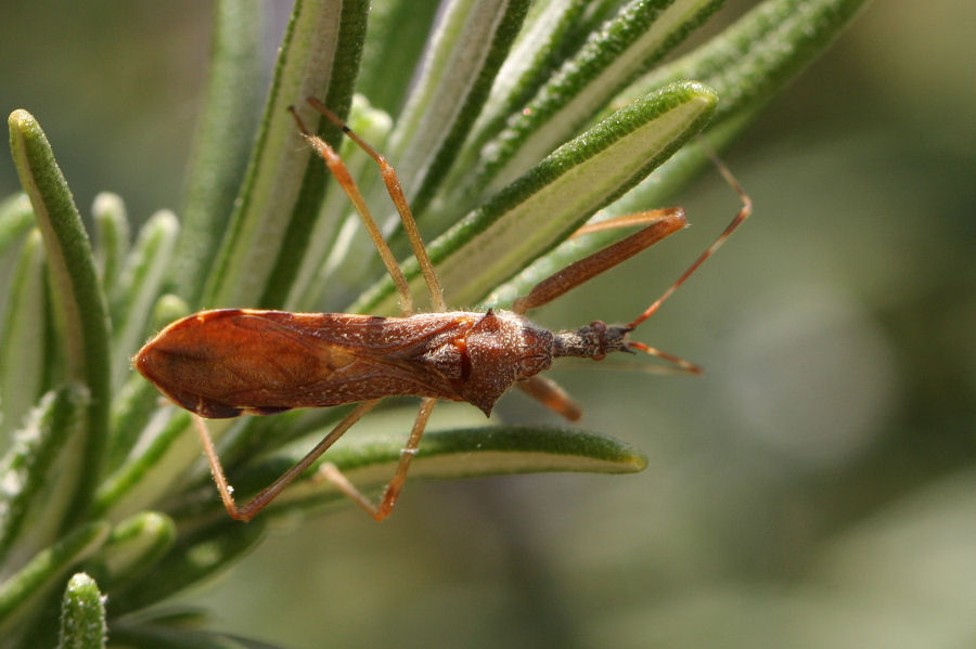 Reduviidae: Nagusta goedelii NUOVA PER L''ITALIA