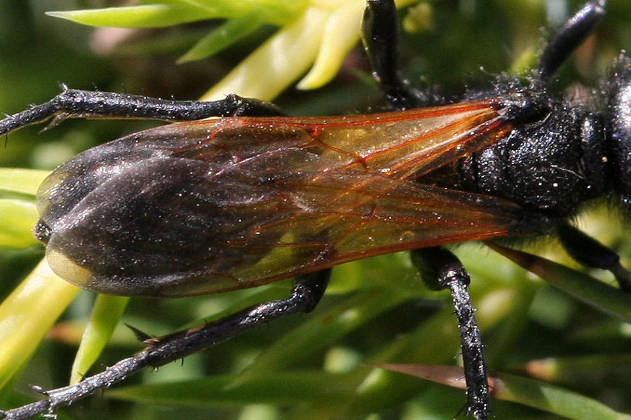 Sphecidae: Prionyx subfuscatus?