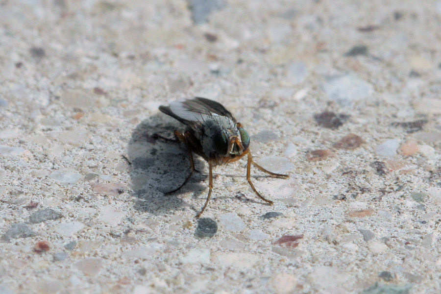 Moschina predatrice: Femmina di Orchisia costata (Muscidae)